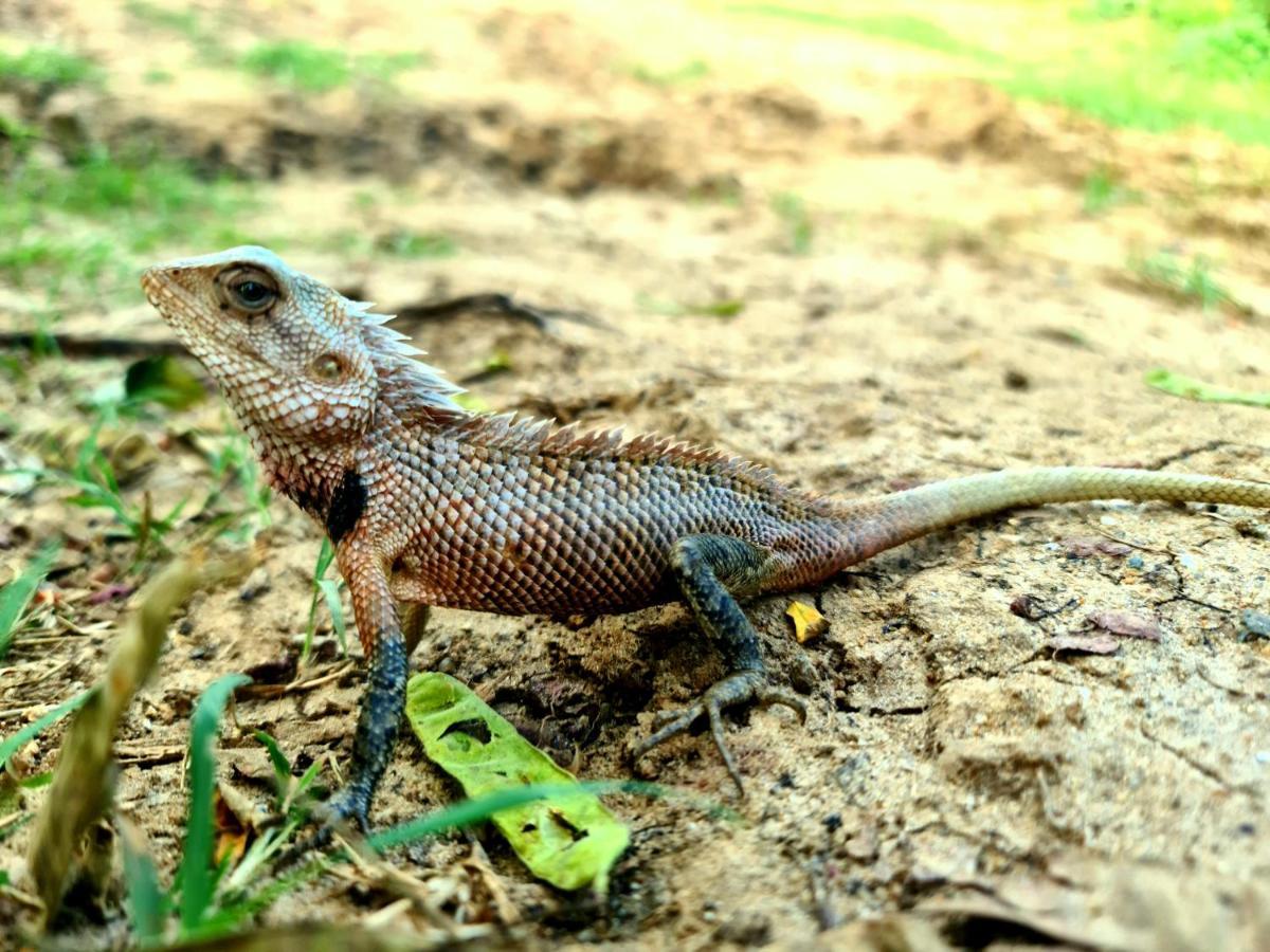 Humbhaha Jungle Yala Nature Eco Resort Kataragama Exterior foto