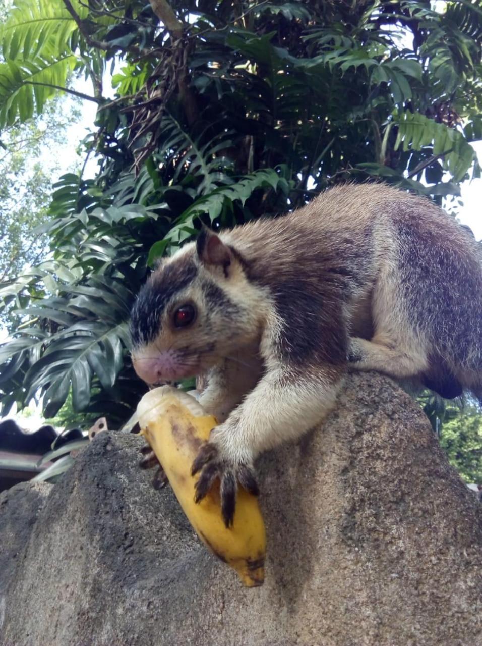 Humbhaha Jungle Yala Nature Eco Resort Kataragama Exterior foto