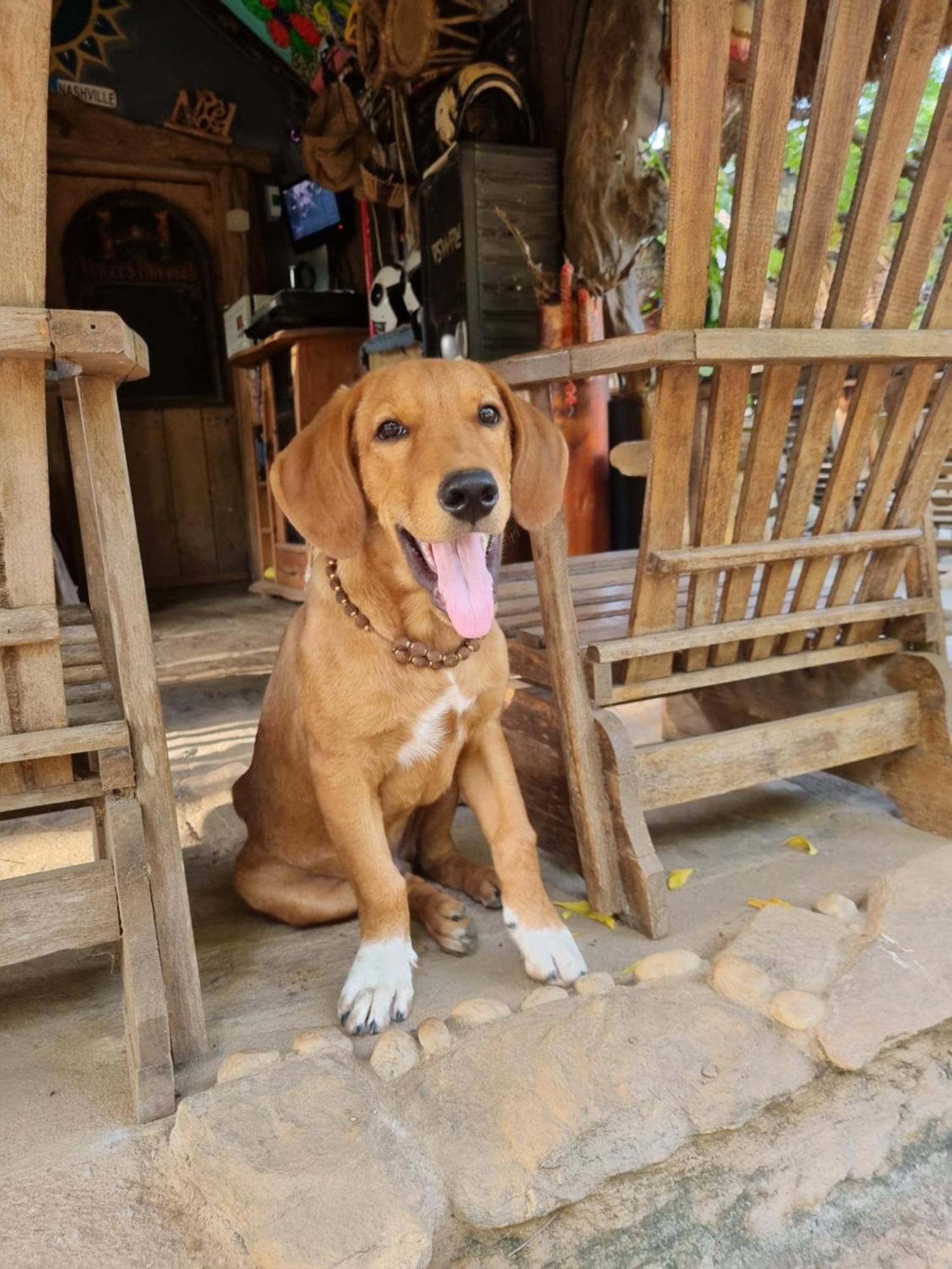 Humbhaha Jungle Yala Nature Eco Resort Kataragama Quarto foto