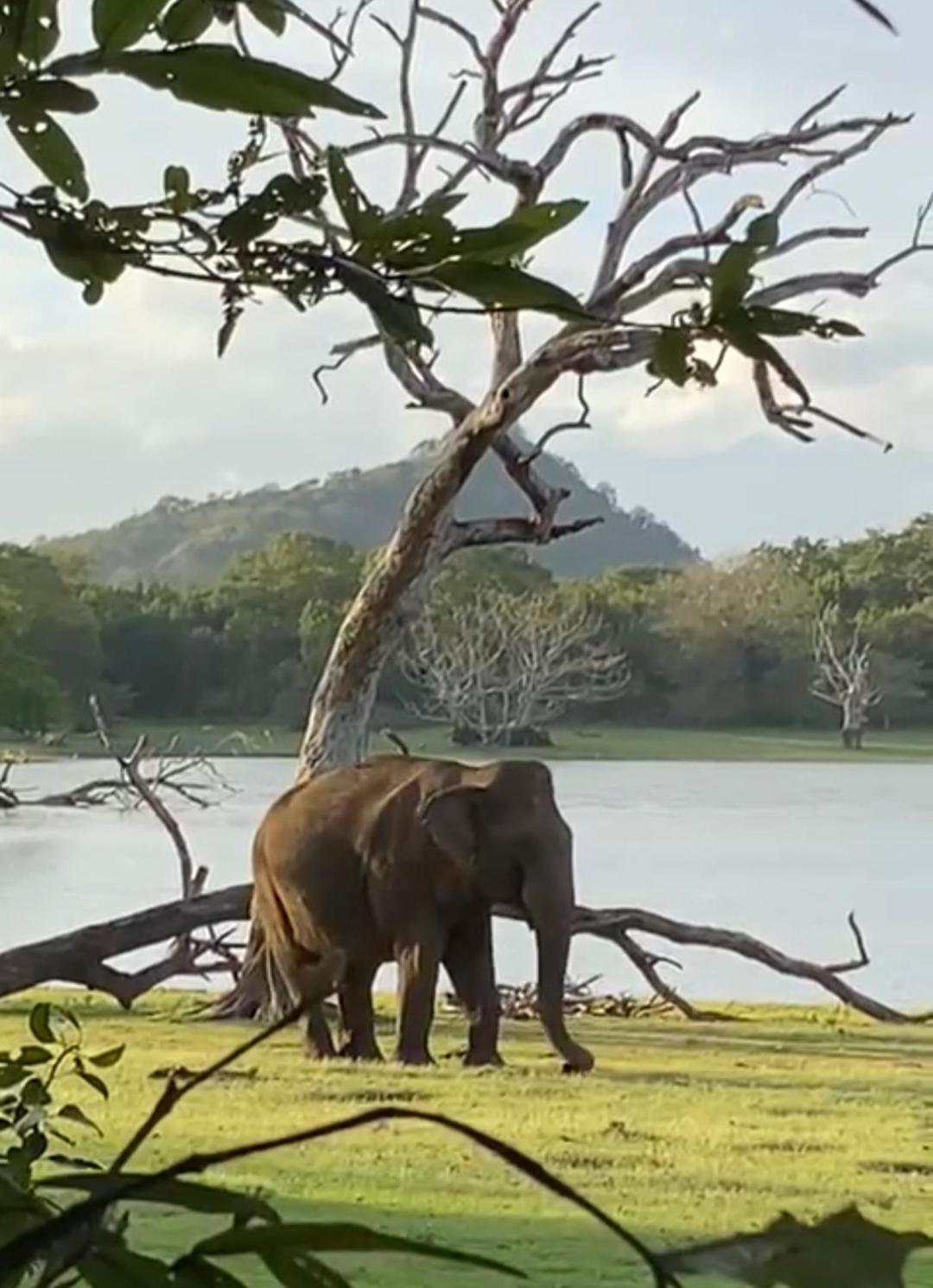 Humbhaha Jungle Yala Nature Eco Resort Kataragama Exterior foto
