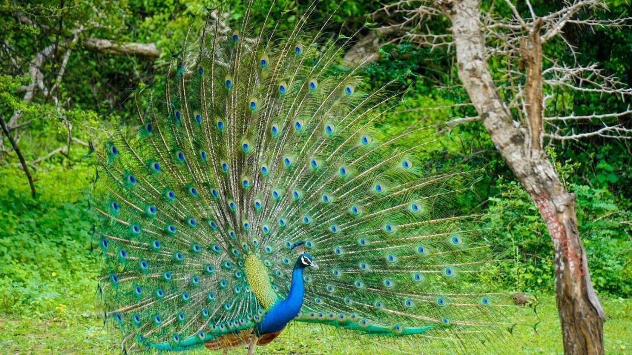 Humbhaha Jungle Yala Nature Eco Resort Kataragama Exterior foto
